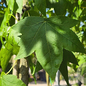 Liquidambar styraciflua 12-14 HO container