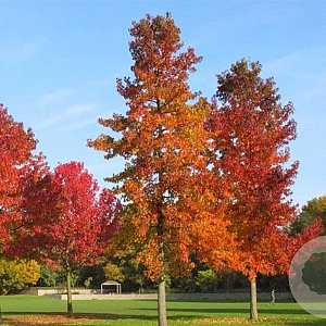 Liquidambar styraciflua 12-14 HO container