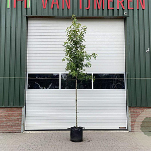Liquidambar styraciflua 12-14 HO container