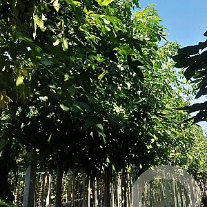 Liquidambar styraciflua 12-14 HO container