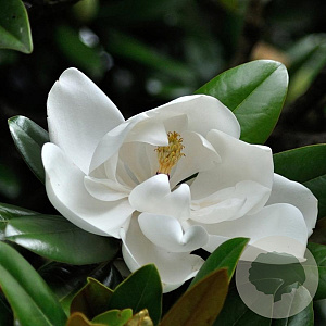 Magnolia grand. 'Purpan' 70-90 cm 15L