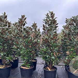 Magnolia grandiflora 225-250 cm cont. 70L