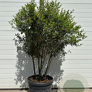 Osmanthus burkwoodii 110-120 cm container meerstammig Parasol