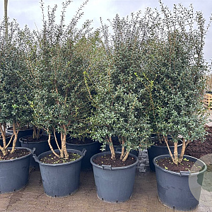 Osmanthus burkwoodii 175-200 cm container meerstammig