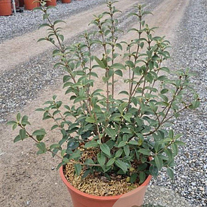 Osmanthus burkwoodii 30-40 cm 9L