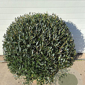Phillyrea angustifolia 90-100 cm cont. 150L bol