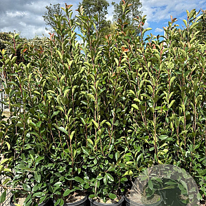 Photinia fraseri 'Red Robin' 140-160 cm 25L