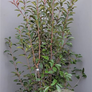 Photinia fraseri 'Red Robin' 200-250 cm container meerstammig