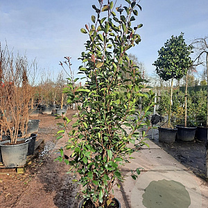 Photinia fraseri 'Red Robin' 200-250 cm container meerstammig