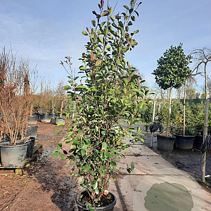 Photinia fraseri 'Red Robin' 200-250 cm container meerstammig