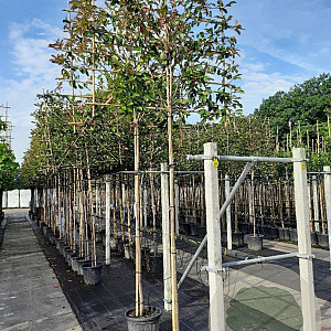 Photinia fraseri 'Red Robin' 8-10 HO container