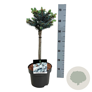 Picea pungens 'Glauca Globosa' 40 cm stam 4,5L