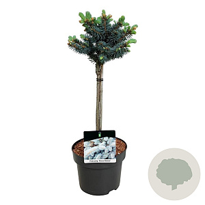 Picea pungens 'Glauca Globosa' 40 cm stam 4,5L