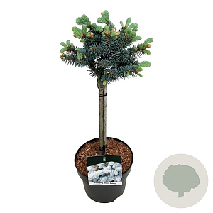 Picea pungens 'Glauca Globosa' 40 cm stam 4,5L