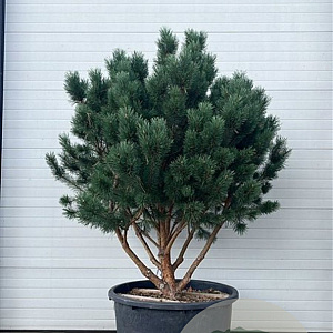 Pinus sylv. 'Watereri' 160-180 cm container meerstammig
