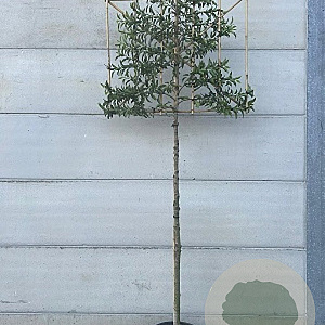 Prunus l. 'Angustifolia' 10-12 HO container lei 120x120