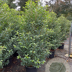 Prunus l. 'Angustifolia' 175-200 cm 35L