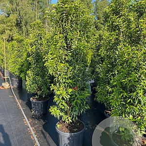 Prunus l. 'Angustifolia' 175-200 cm 35L