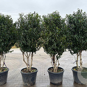 Prunus l. 'Angustifolia' 180 200 cm cont. 90L meerstammig