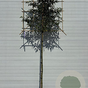 Prunus l. 'Angustifolia' 6-8 HO container lei 100x100