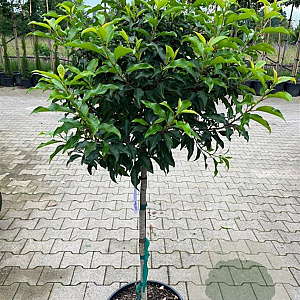 Prunus lusitanica 'Brenelia' halfstam container