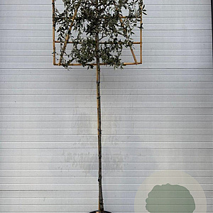 Quercus ilex 10-12 HO container lei 120x120 180-200