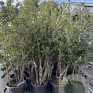 Quercus ilex 125-150 cm 25L meerstammig