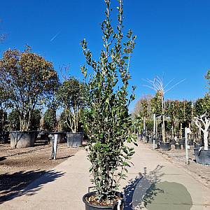 Quercus ilex 150-175 cm 30L