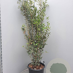 Quercus ilex 150-175 cm 30L