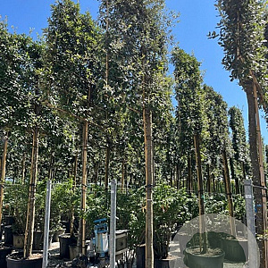 Quercus ilex 16-18 HO container lei 150x150