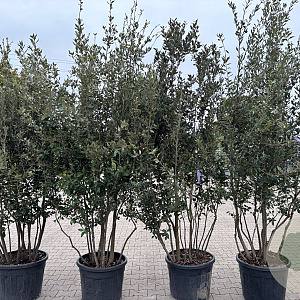 Quercus ilex 170-200 cm container