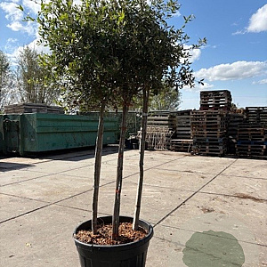 Quercus ilex 175-200 cm container meerstammig