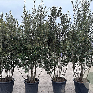 Quercus ilex 200-250 cm cont. 70L meerstammig