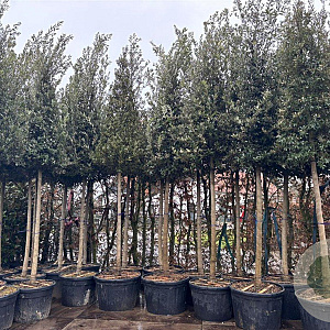 Quercus ilex 20-25 HO container piramide