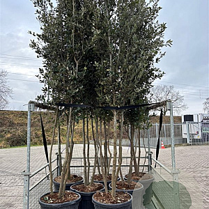 Quercus ilex 300-350 cm cont. 90L meerstammig