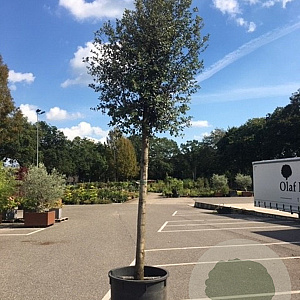 Quercus ilex 30-35 HO cont. 600L