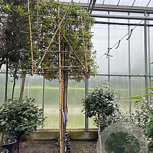 Quercus ilex 8-10 HO container 180 cm stam lei 120x140