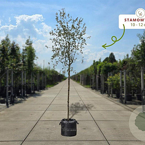 Quercus suber 175-200 cm container meerstammig