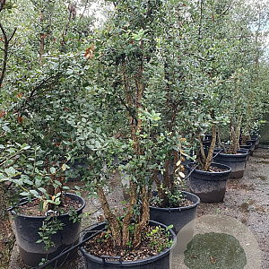 Quercus suber 200-250 cm cont. 130L meerstammig