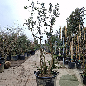 Quercus suber 200-250 cm cont. 130L meerstammig