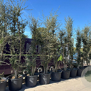Quercus suber 250-300 cm cont. 130L meerstammig