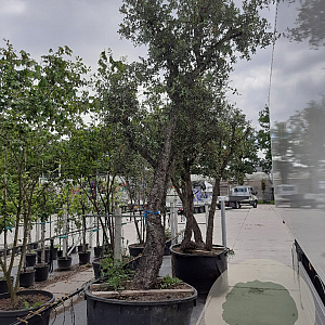 Quercus suber 300-350 cm container meerstammig