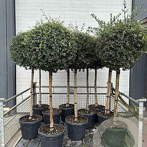 Quercus suber halfstam 35L