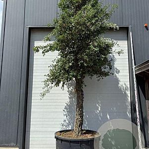 Quercus suber hoogstam container solitair