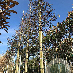 Sycopsis sinensis 14-16 HO cont. 90L