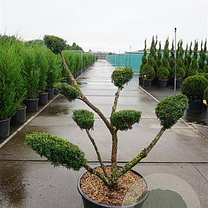 Taxus media 'Densiformis' 100-125 cm 45L bonsai