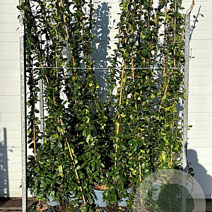 Trachelospermum jasminoides 175-200 cm 5,0L Gestokt