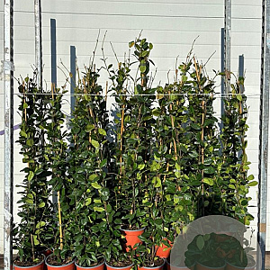 Trachelospermum jasminoides 80-100 cm 2,0L met stok gebonden