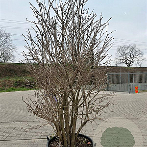Viburnum opulus 250-300 cm container solitair