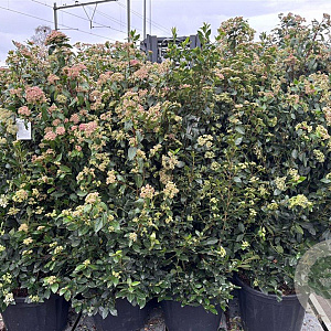 Viburnum tinus 125-150 cm 40L